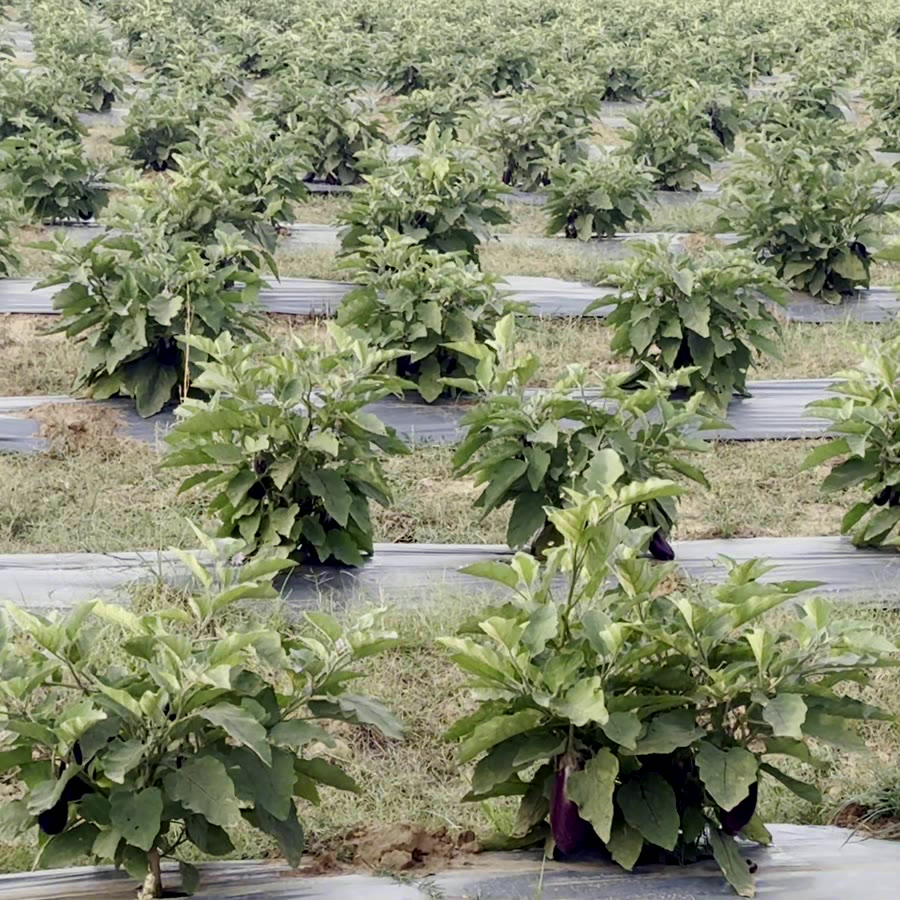 Brinjal growing on mulched beds at Rewa